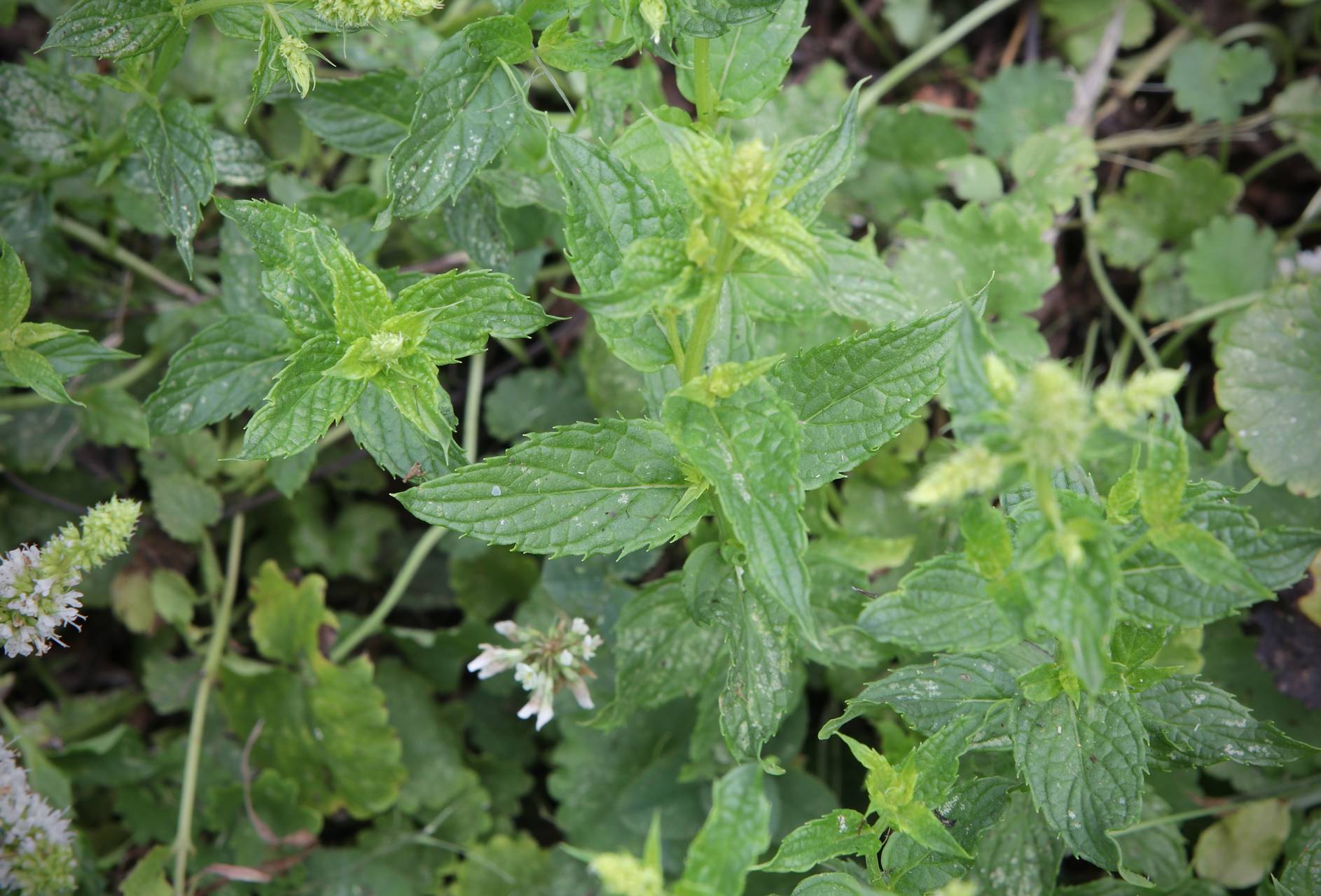 Photo of Spearmint