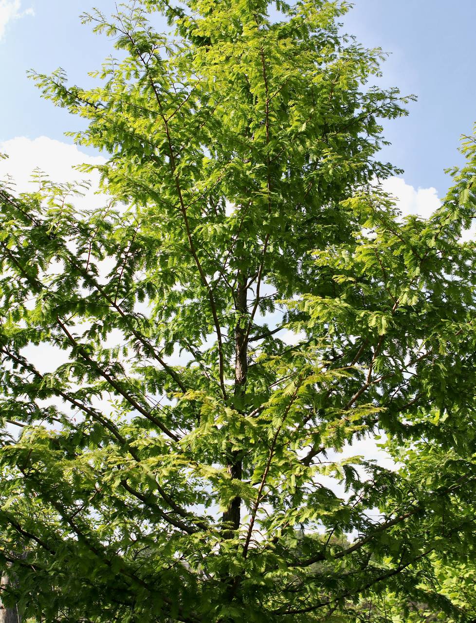 Photo of Dawn Redwood