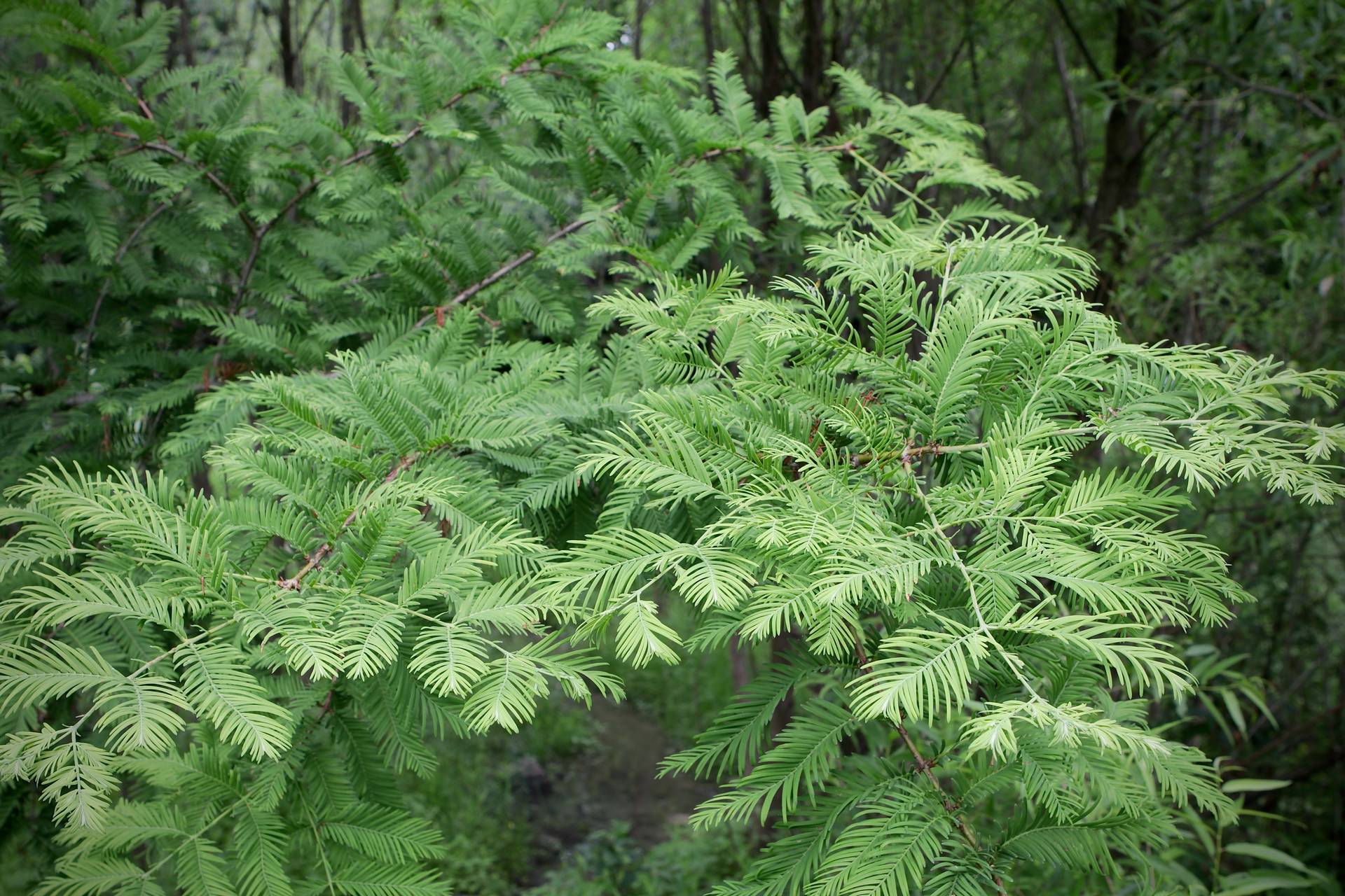 Photo of Dawn Redwood