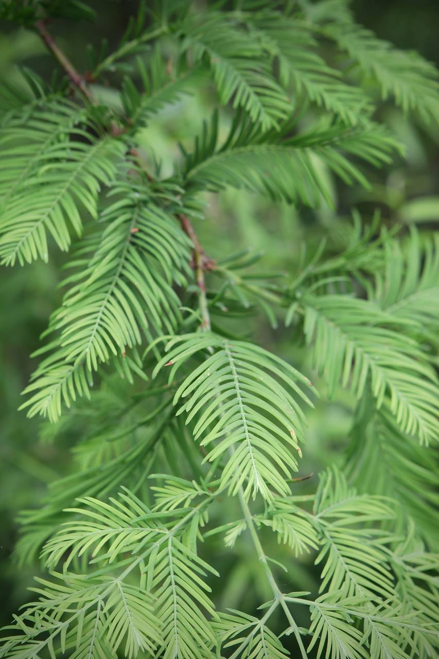 Photo of Dawn Redwood