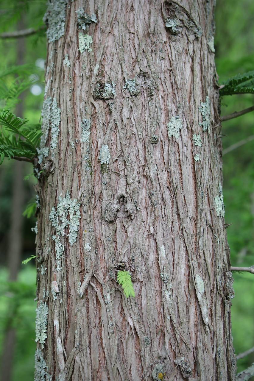 Photo of Dawn Redwood