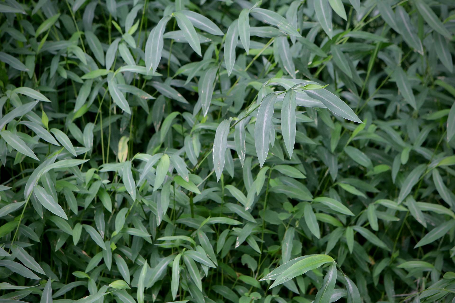 Photo of Japanese Stiltgrass