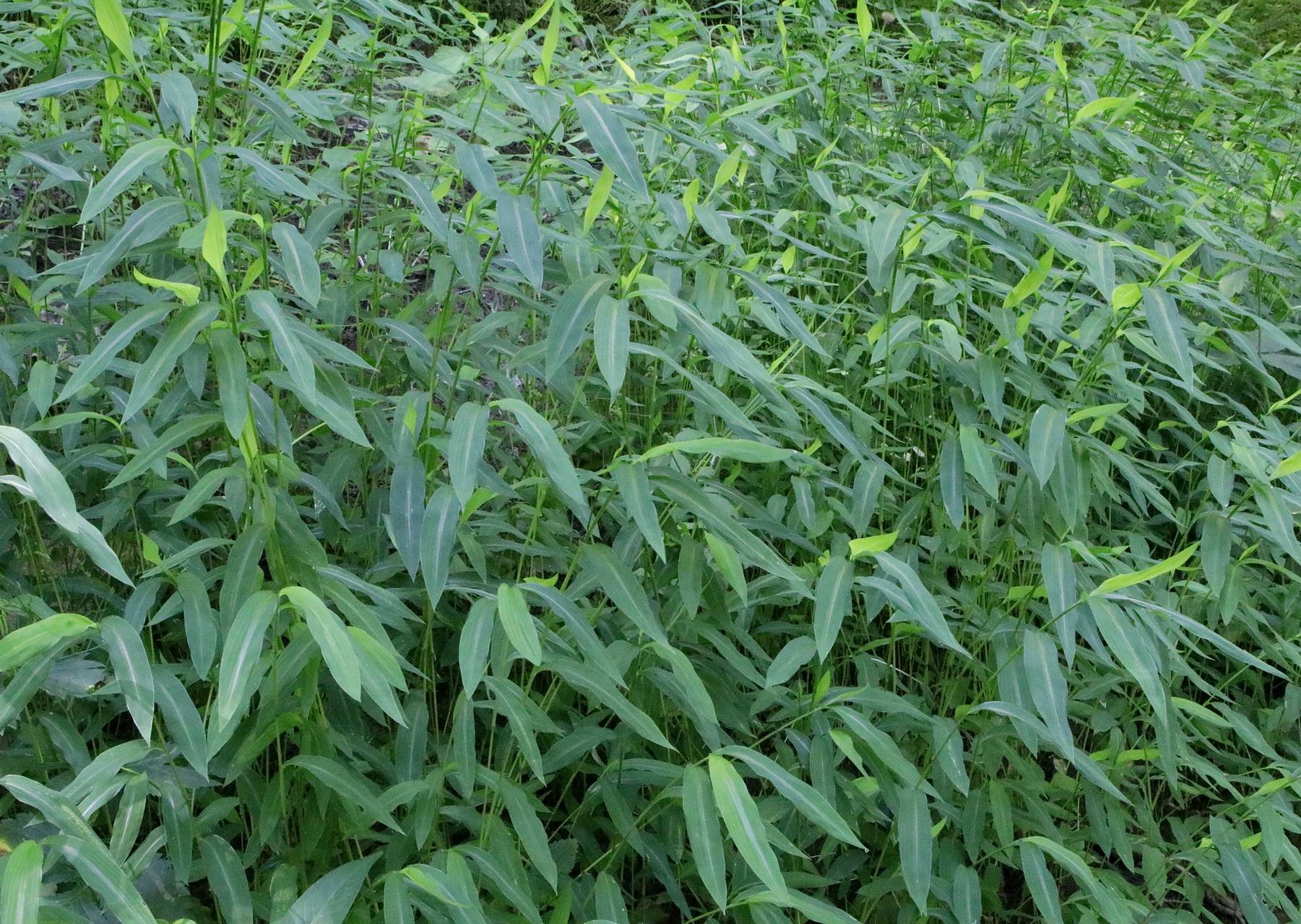 Photo of Japanese Stiltgrass