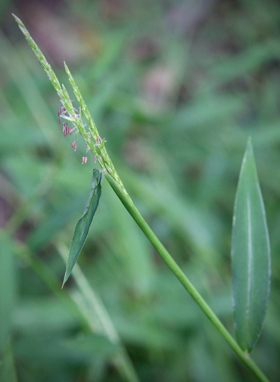 Photo of Japanese Stiltgrass