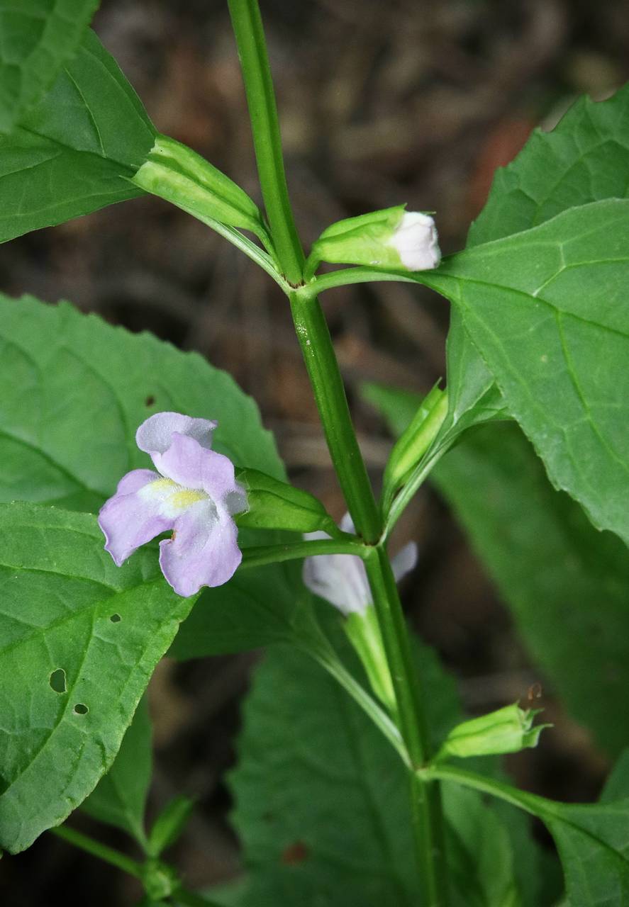 Photo of Sharpwing Monkeyflower