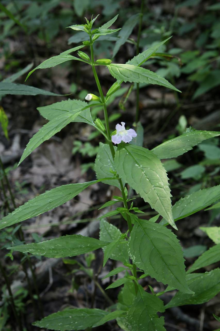 Photo of Sharpwing Monkeyflower