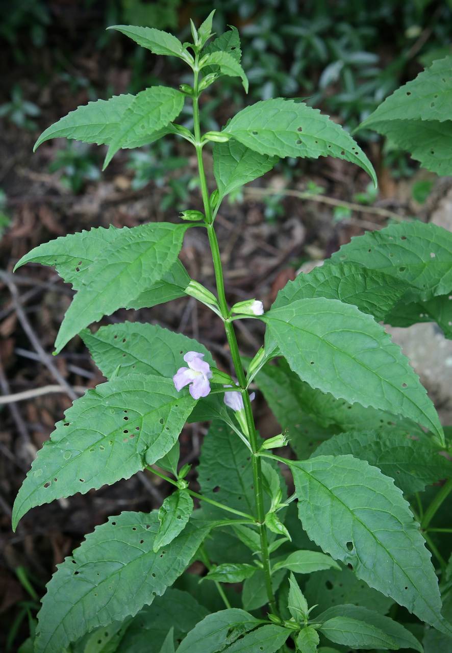 Photo of Sharpwing Monkeyflower