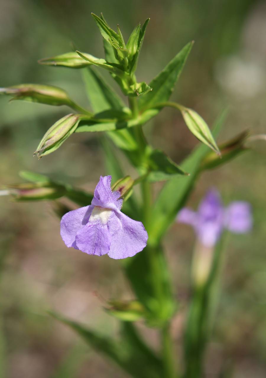 Photo of Allegheny Monkeyflower