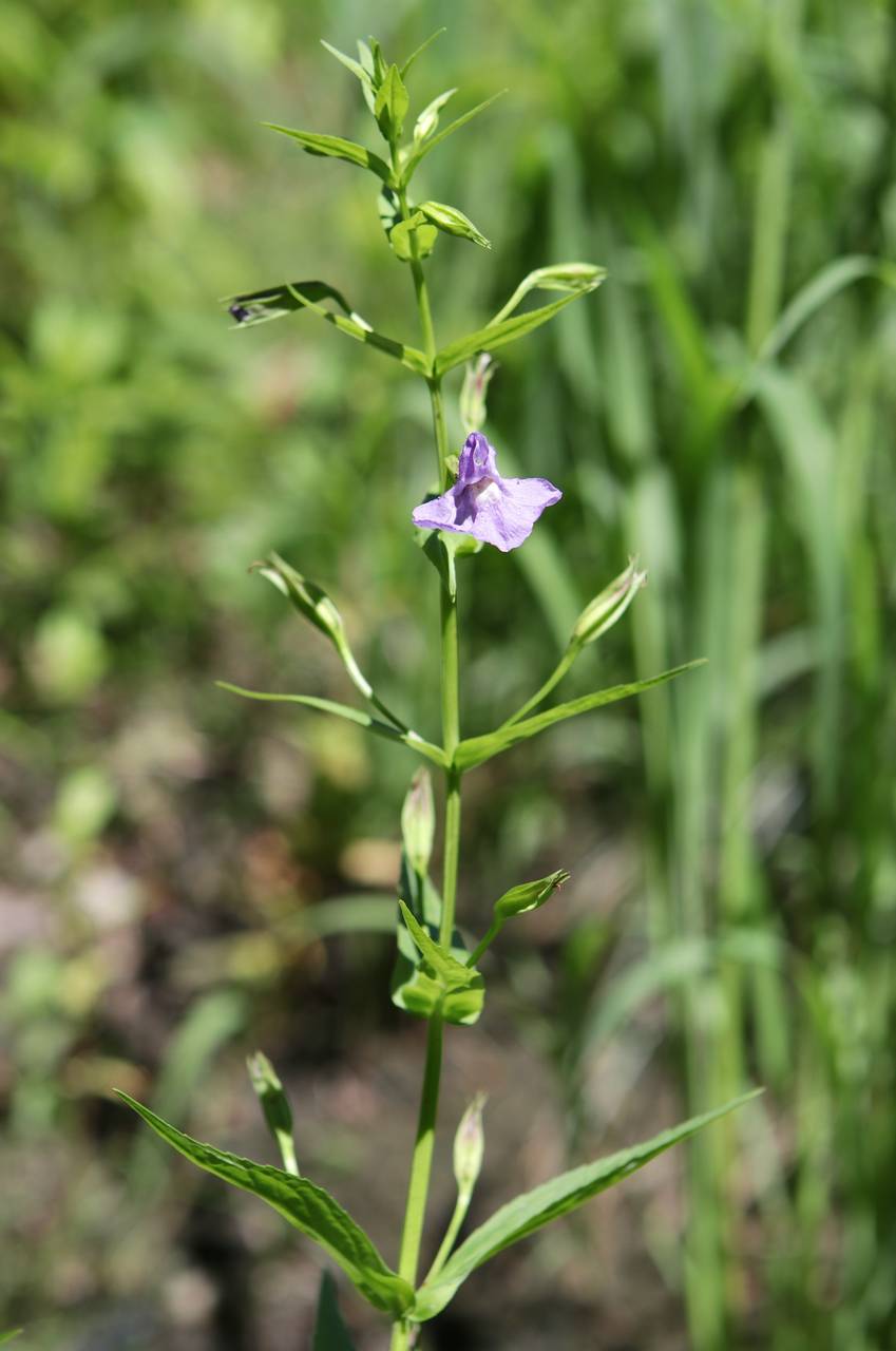 Photo of Allegheny Monkeyflower