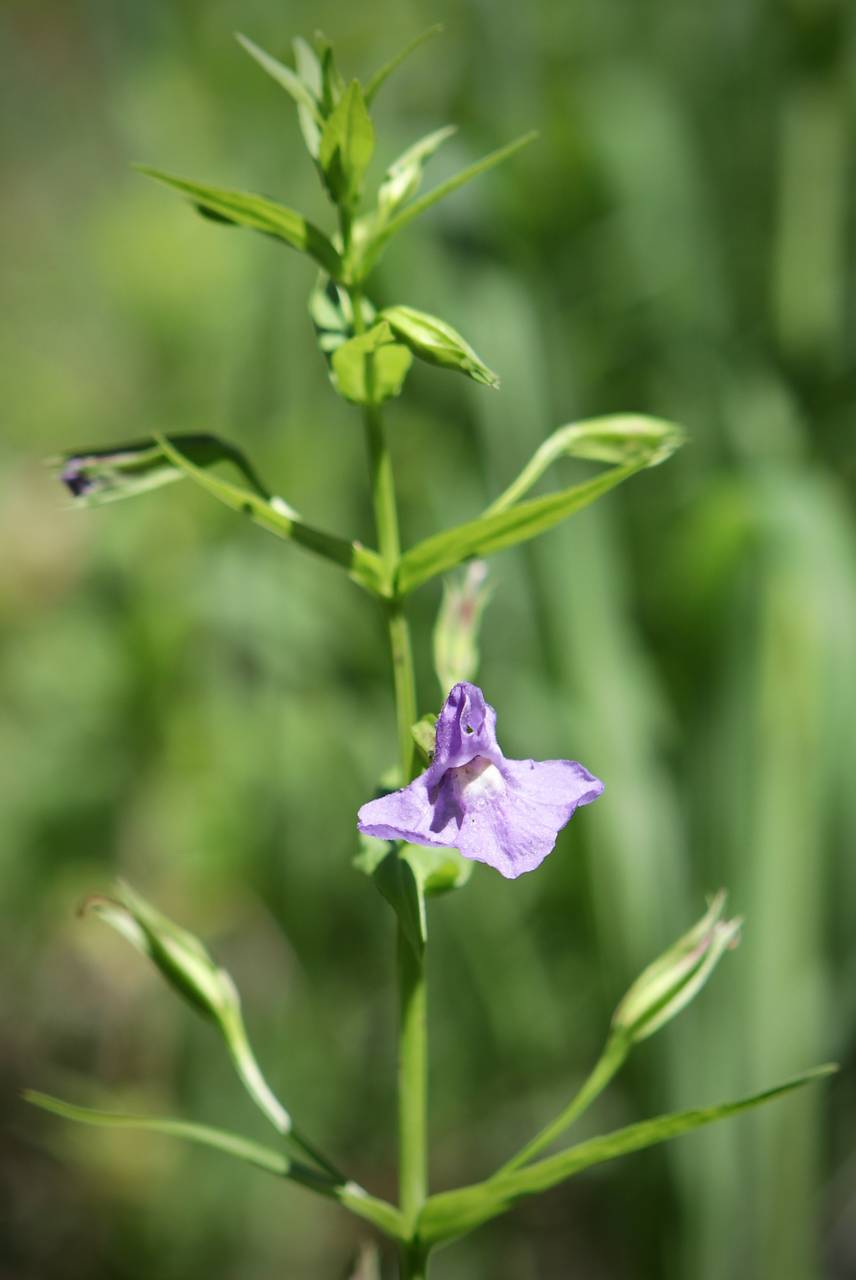 Photo of Allegheny Monkeyflower