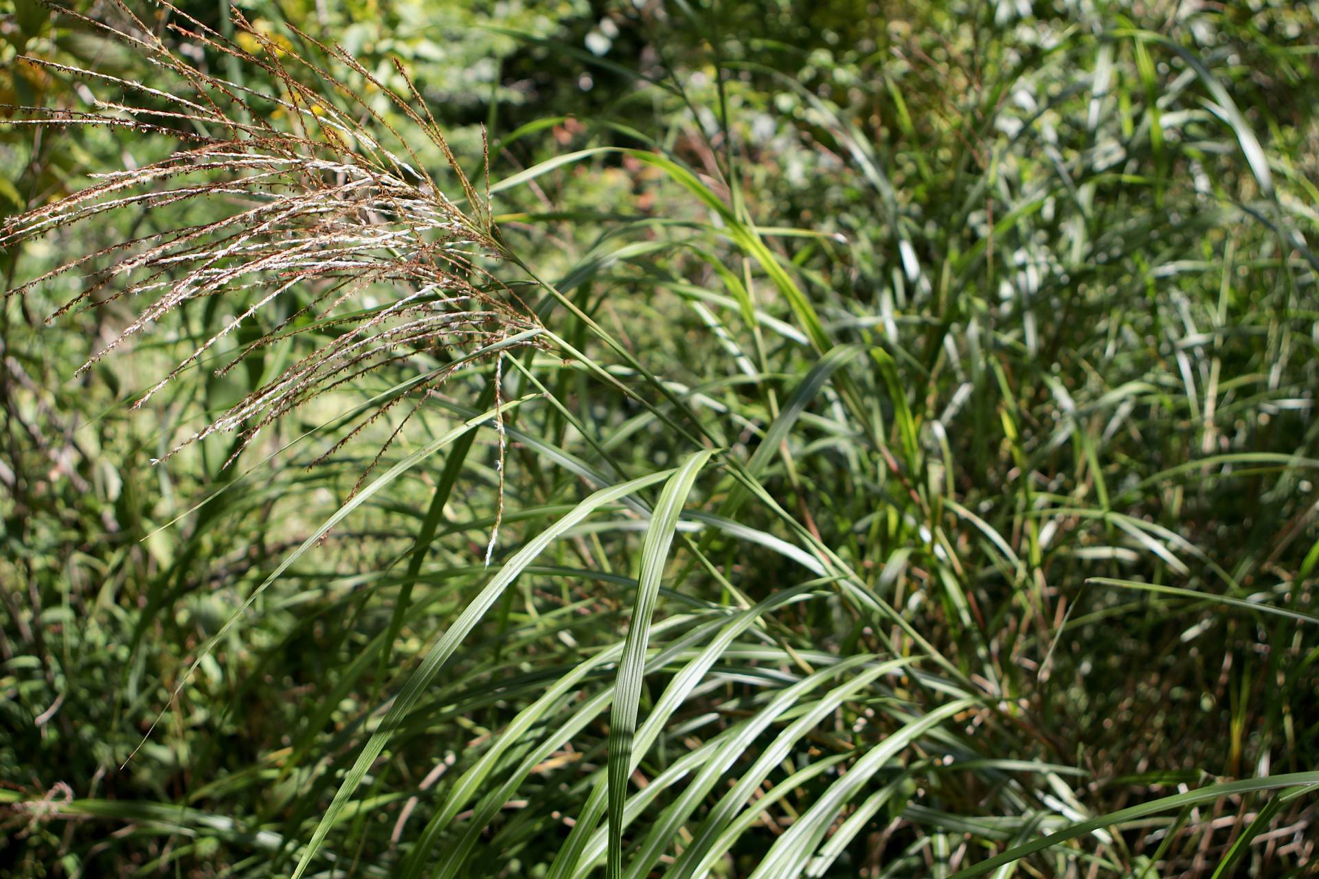 Photo of Chinese silvergrass