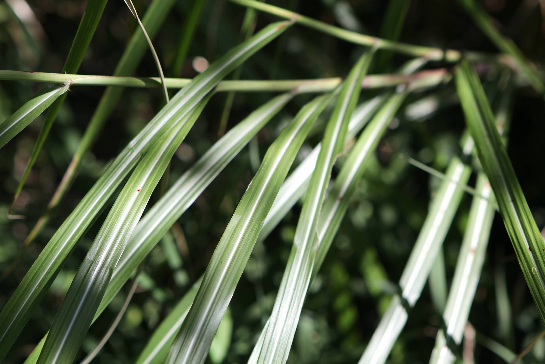 Photo of Chinese silvergrass