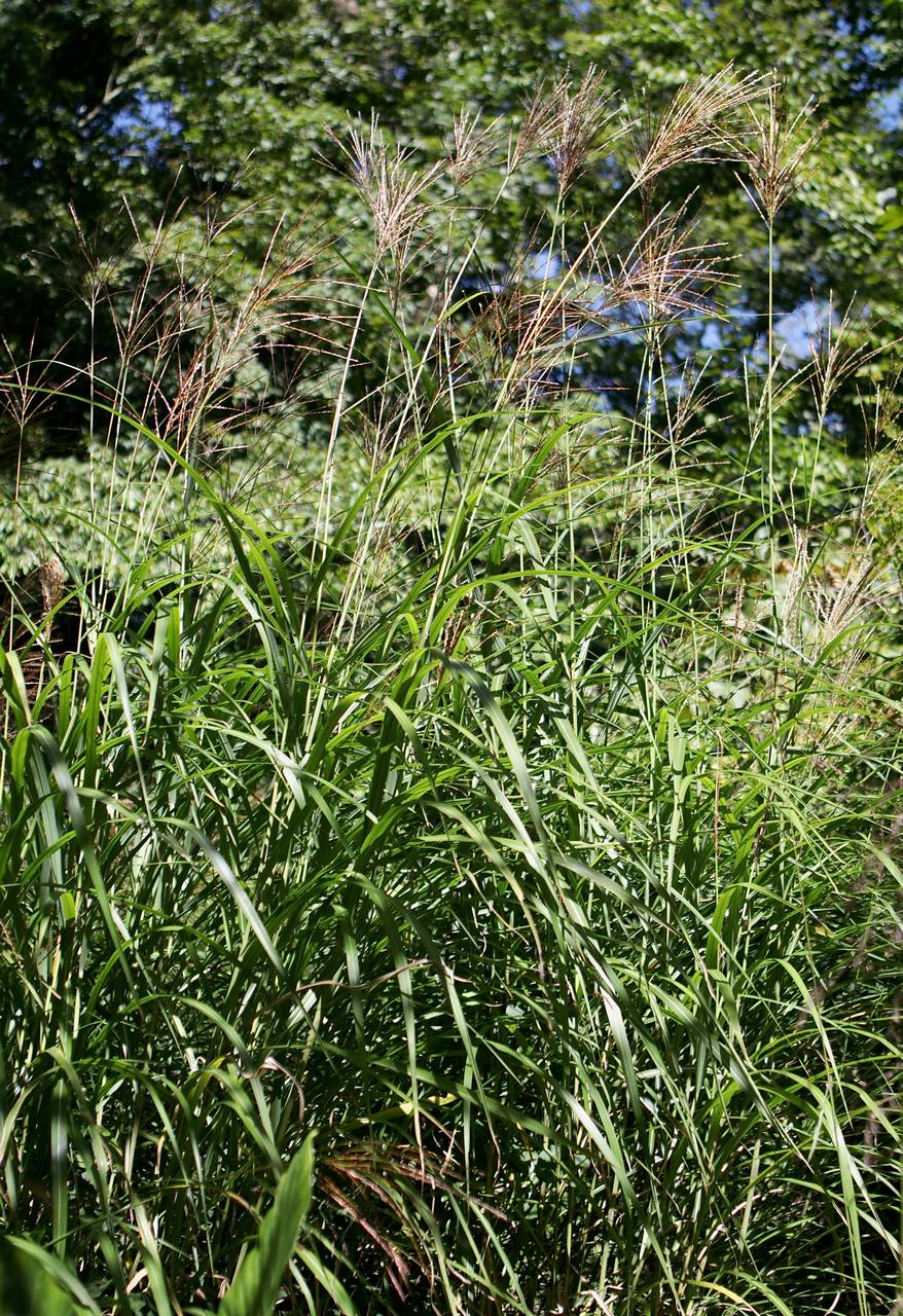 Photo of Chinese silvergrass