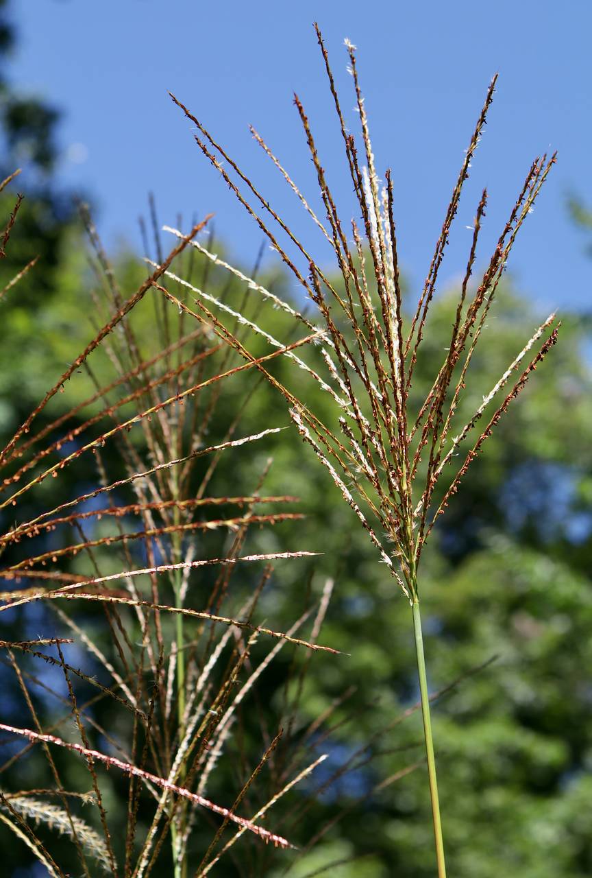 Photo of Chinese silvergrass