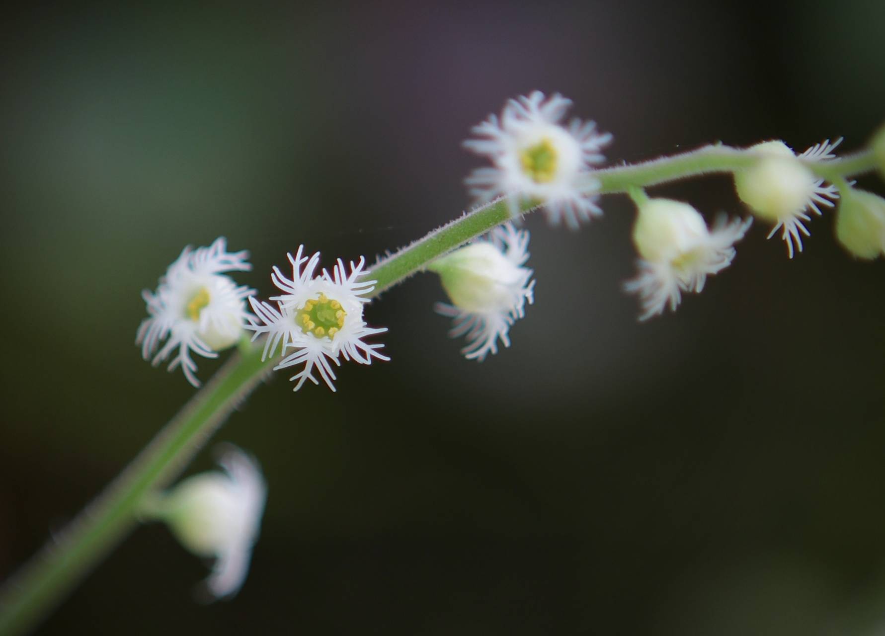 Photo of Twoleaf Miterwort