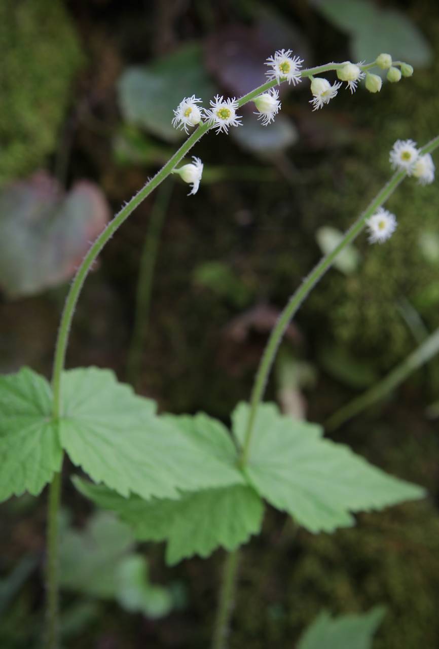 Photo of Twoleaf Miterwort