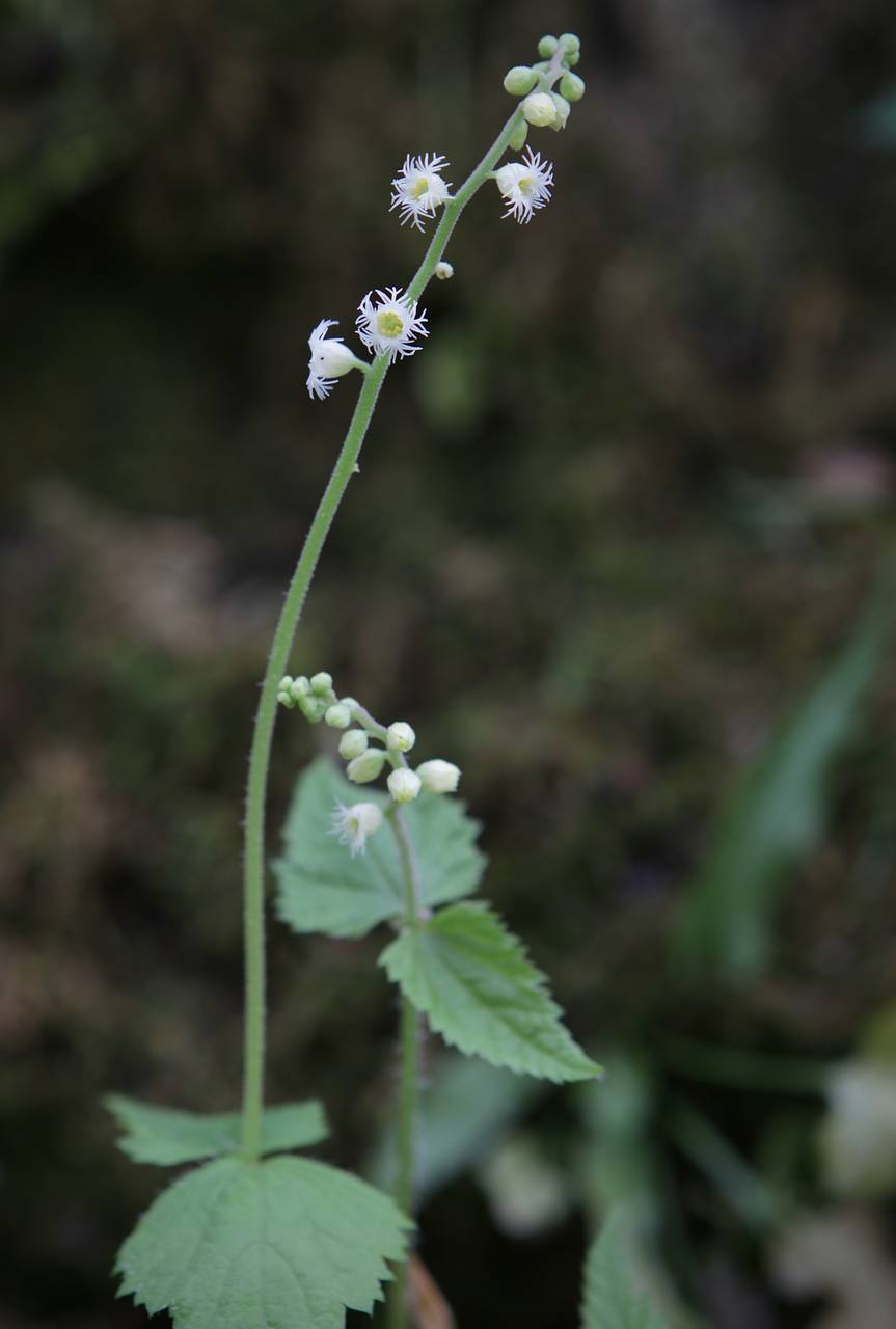 Photo of Twoleaf Miterwort