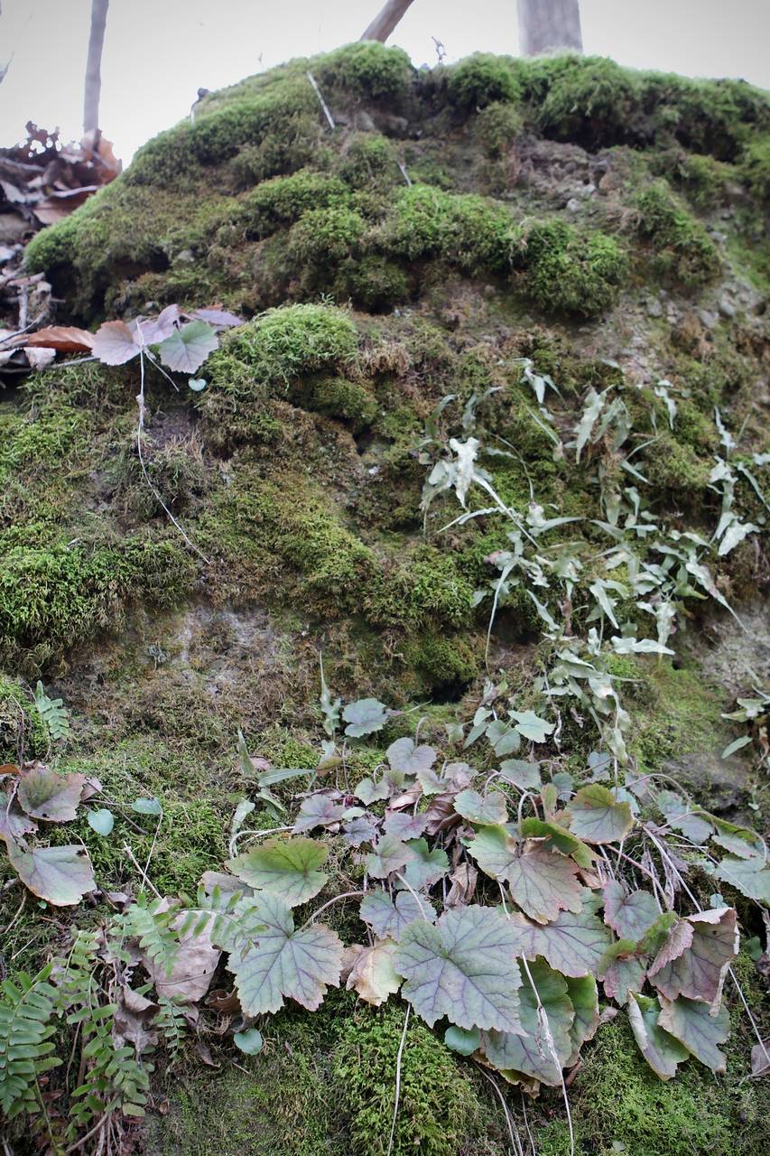 Photo of Twoleaf Miterwort