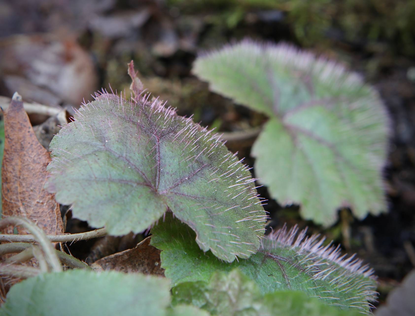 Photo of Twoleaf Miterwort