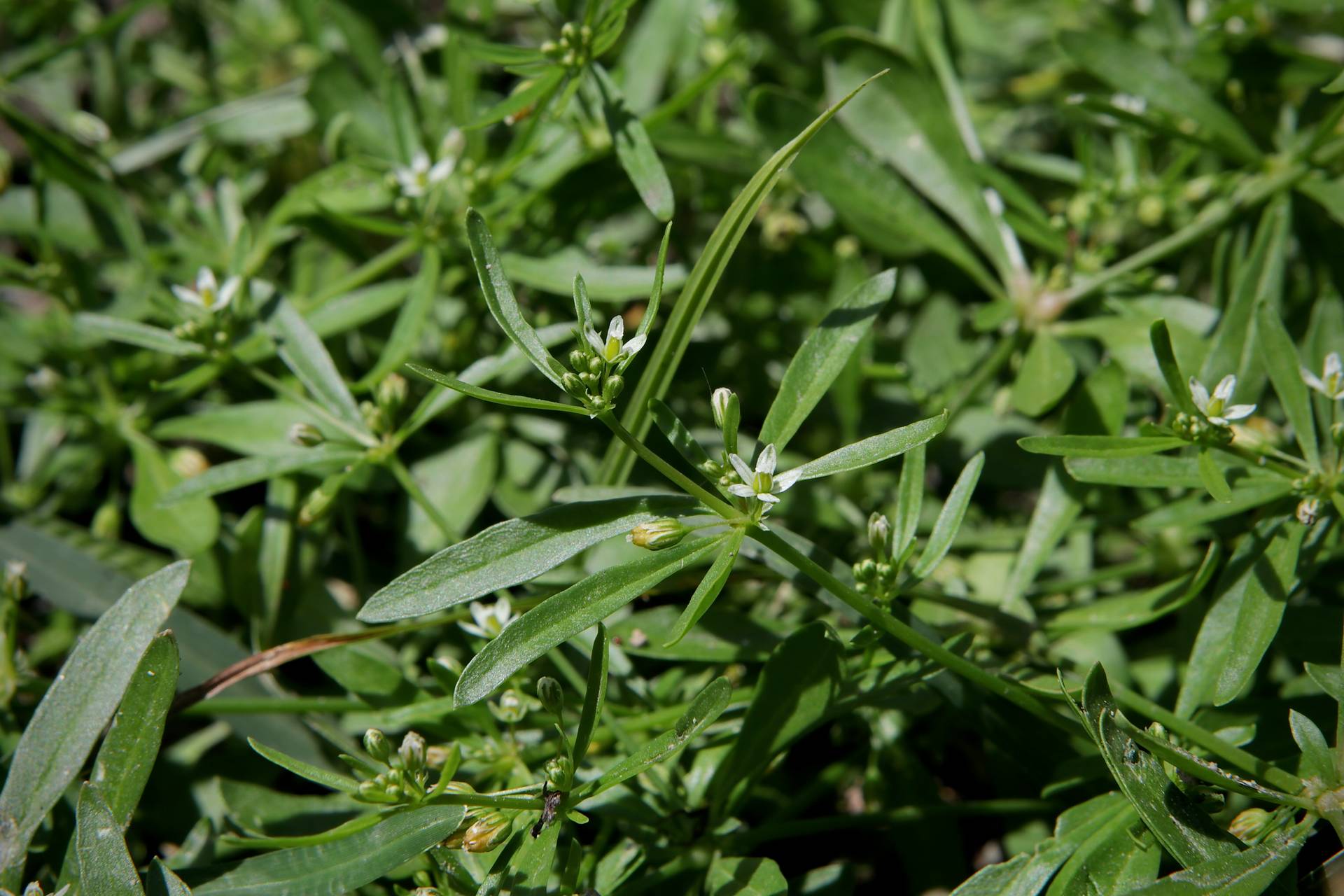 Photo of Carpetweed