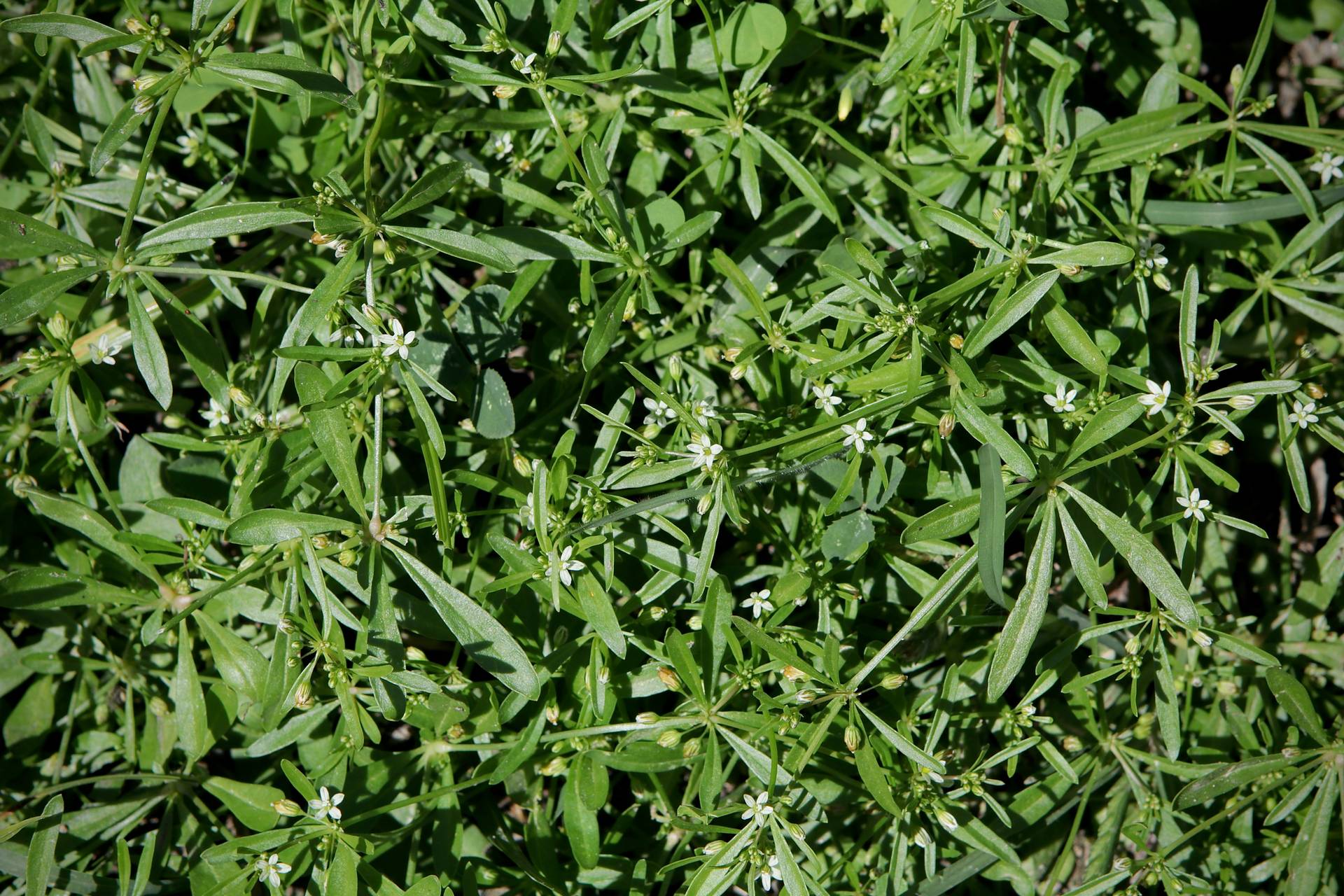 Photo of Carpetweed