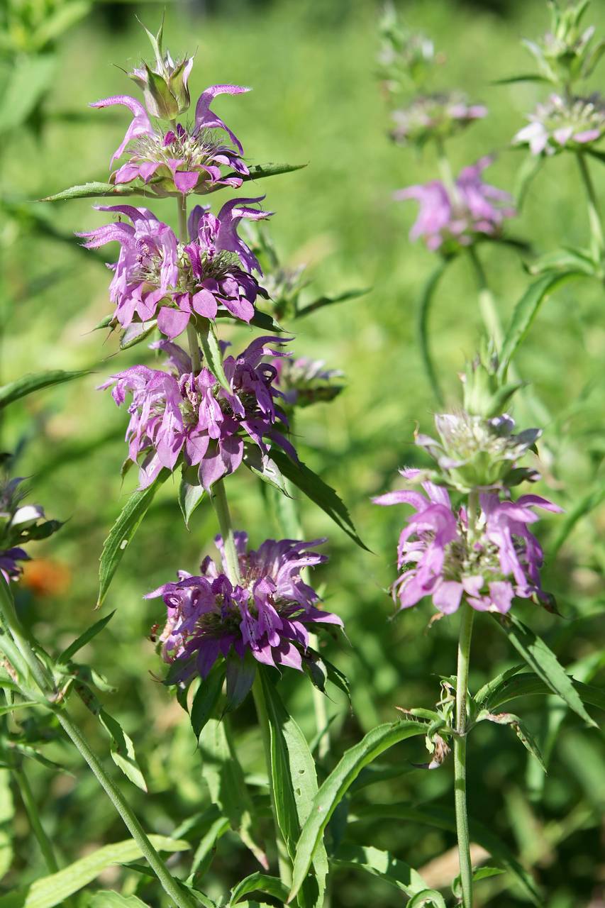 Photo of Lemon Beebalm