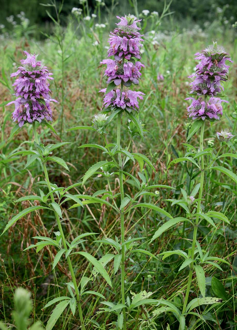 Photo of Lemon Beebalm
