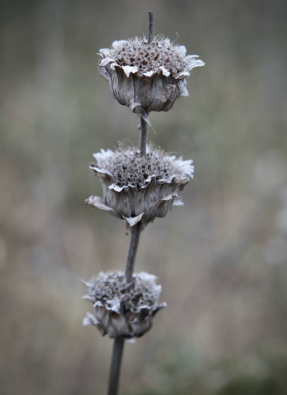 Photo of Lemon Beebalm