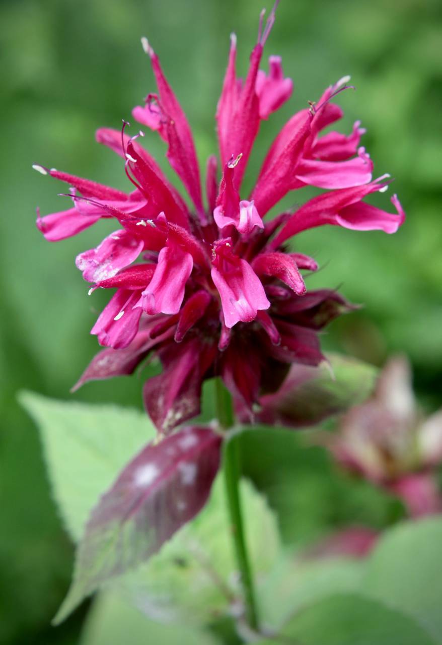 Photo of Scarlet Beebalm