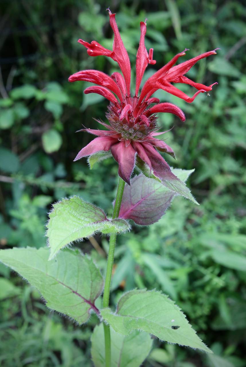 Photo of Scarlet Beebalm