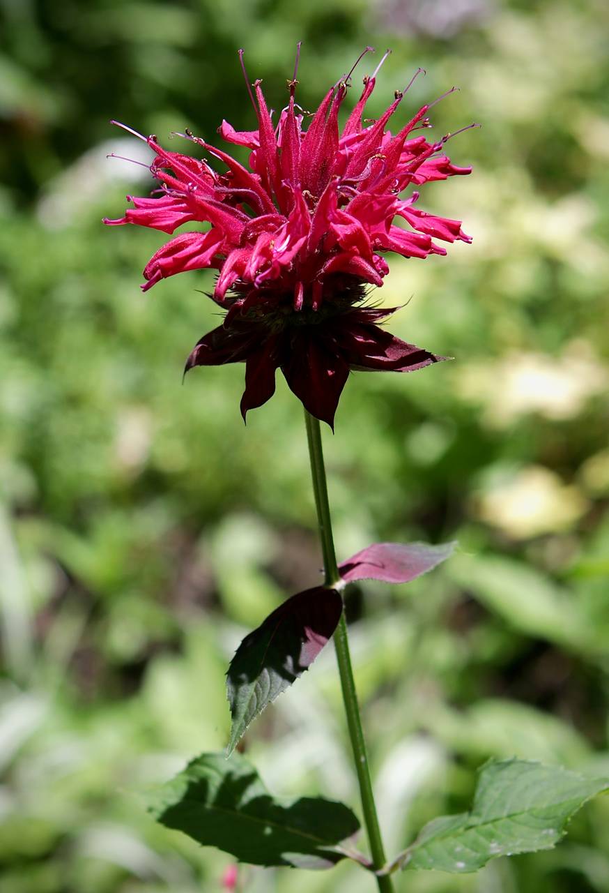 Photo of Scarlet Beebalm