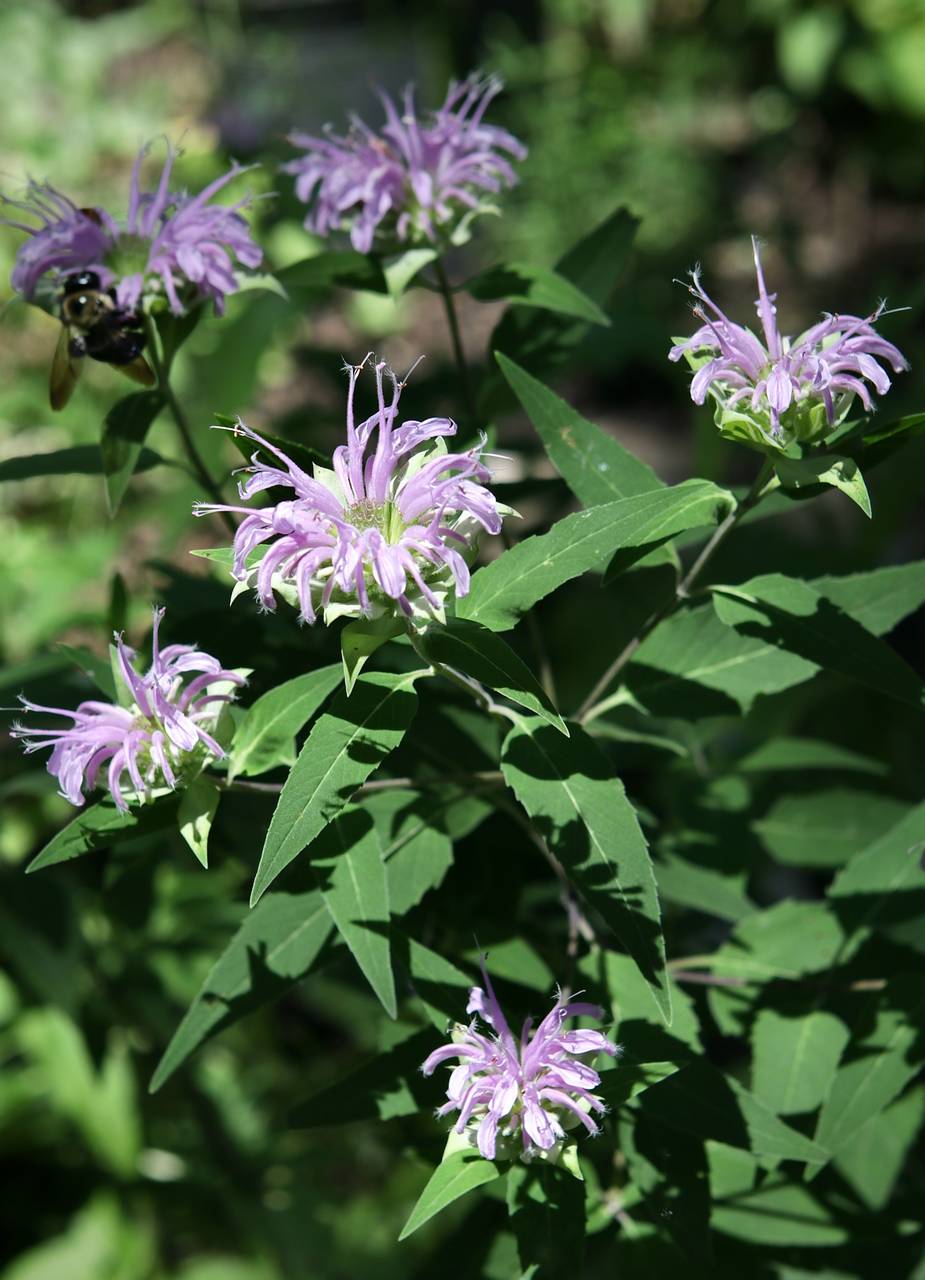 Photo of Wild Bergamot