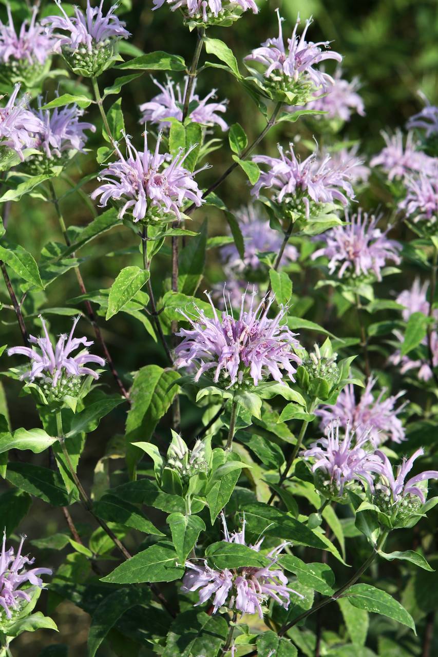Photo of Wild Bergamot