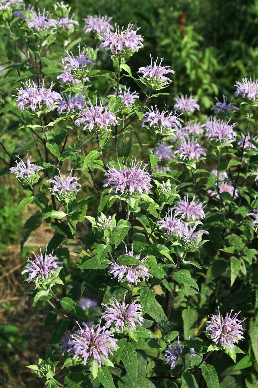 Photo of Wild Bergamot