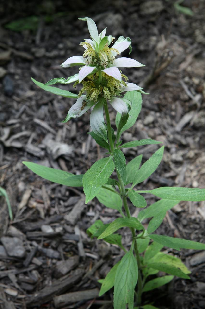 Photo of Spotted Horse Mint