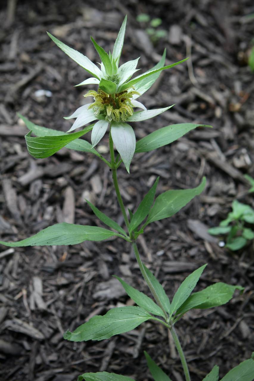 Photo of Spotted Horse Mint