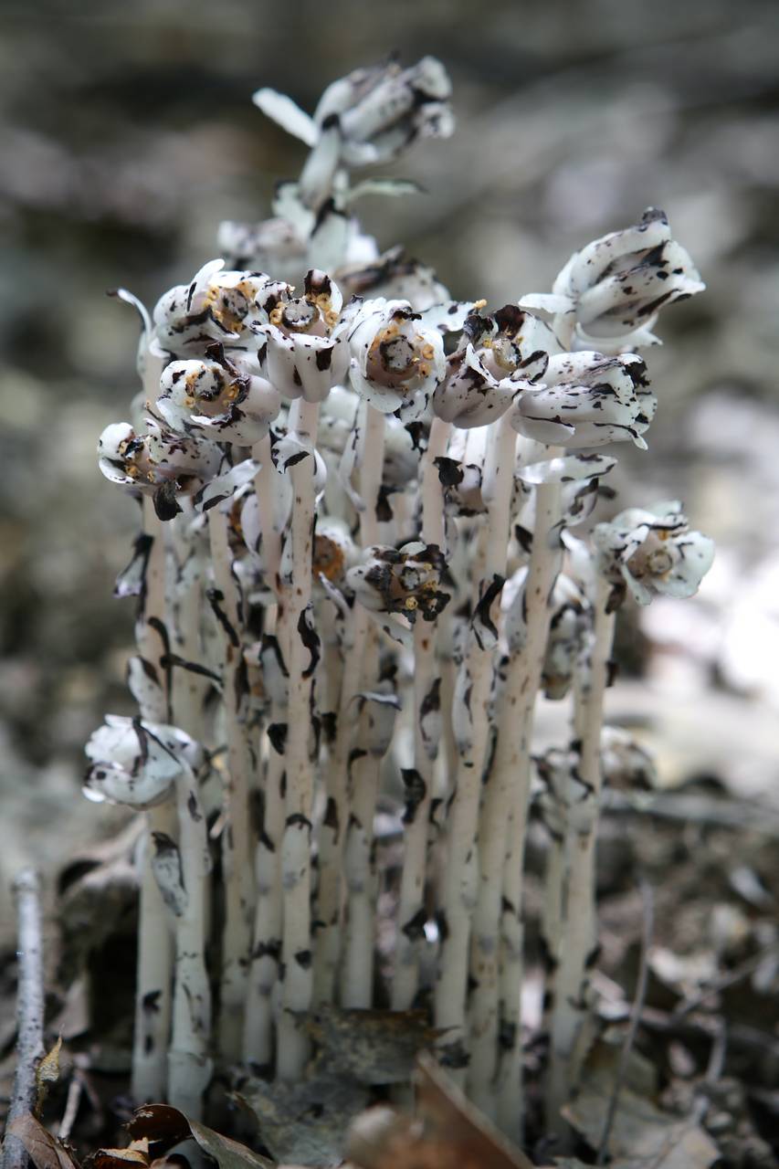 Photo of Indian Pipe