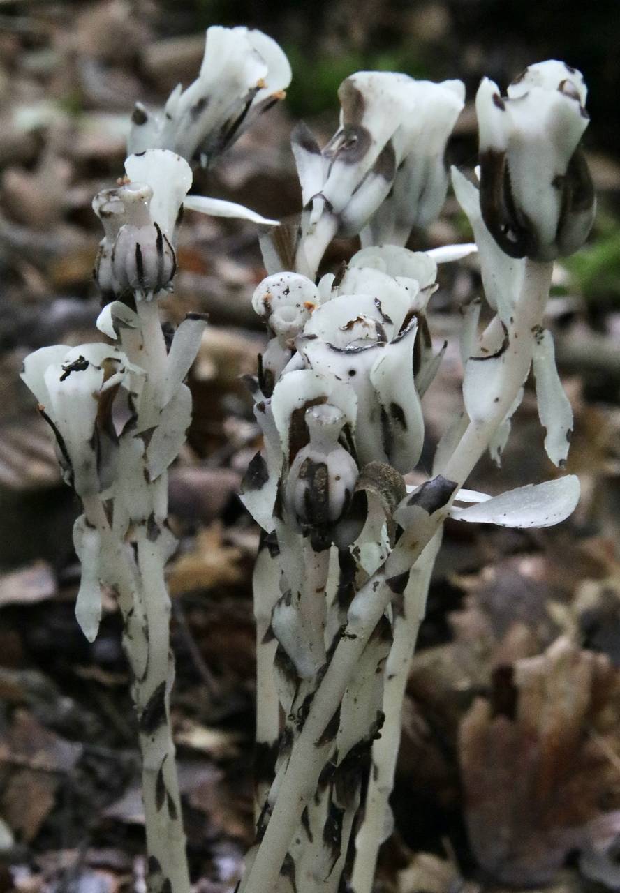 Photo of Indian Pipe
