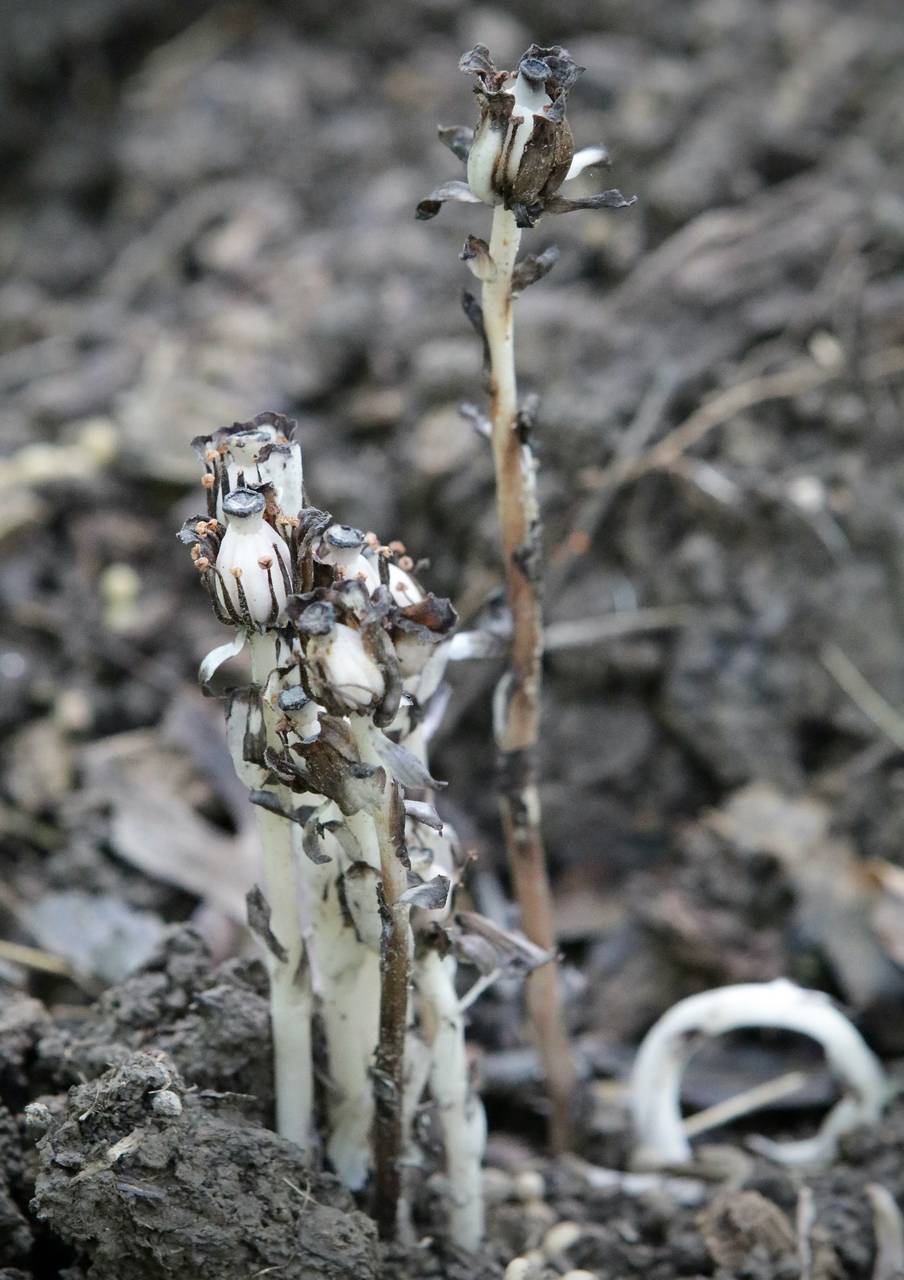 Photo of Indian Pipe