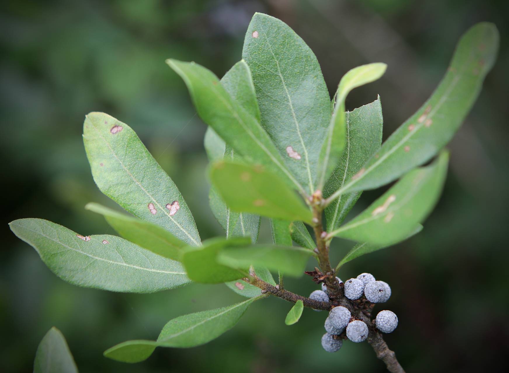 Photo of Northern Bayberry