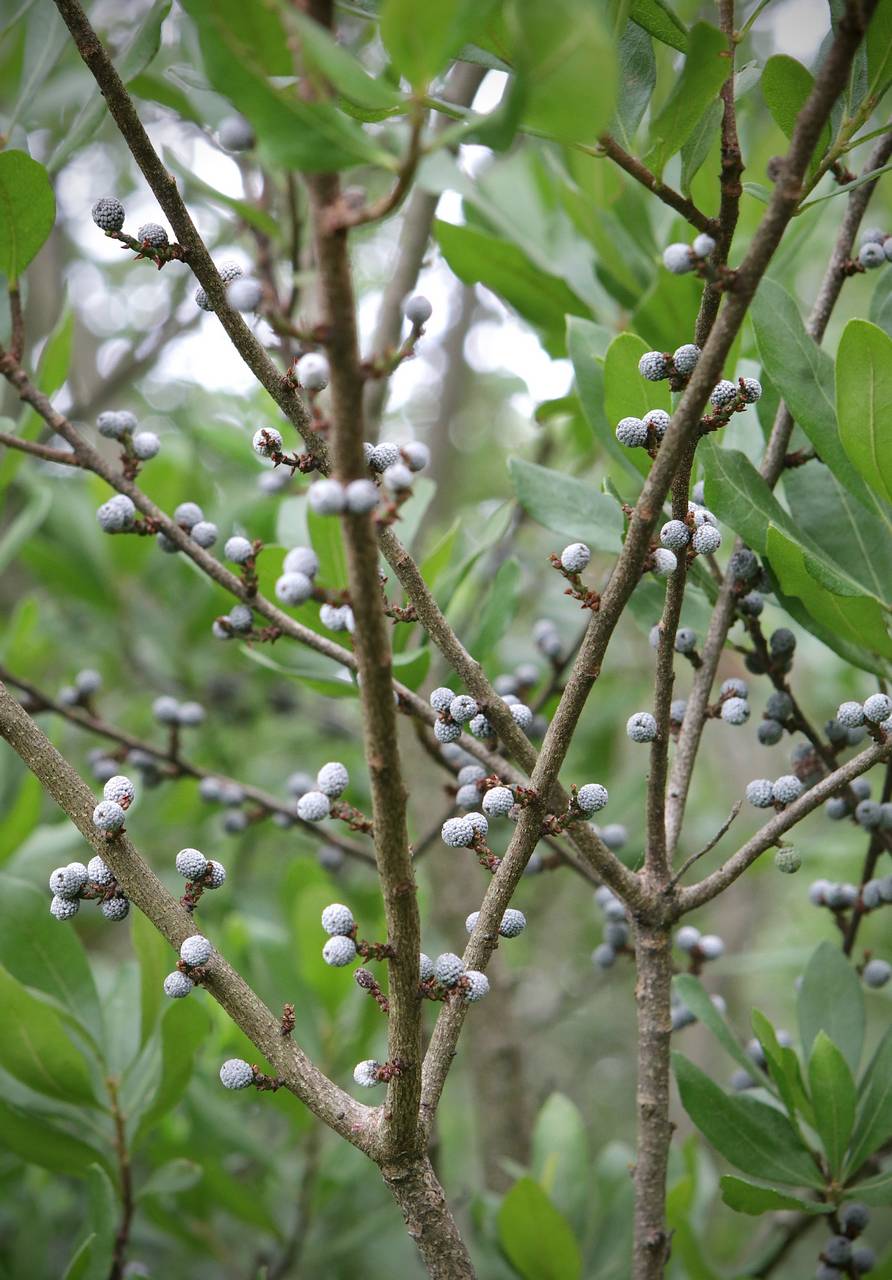 Photo of Northern Bayberry