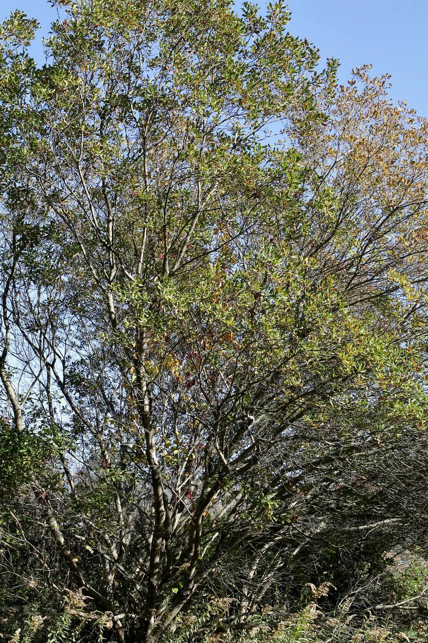 Photo of Northern Bayberry