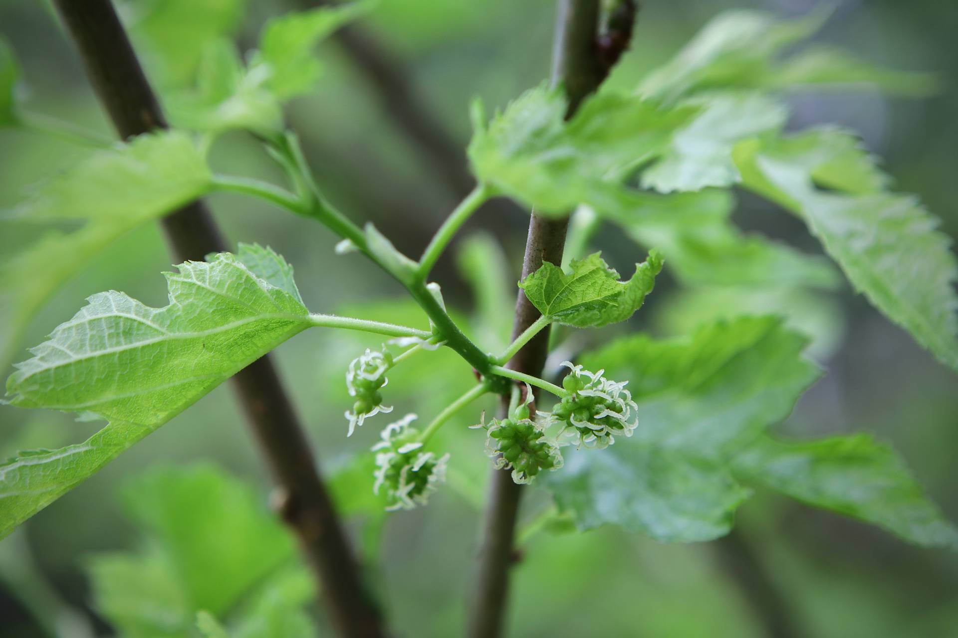 Photo of White Mulberry