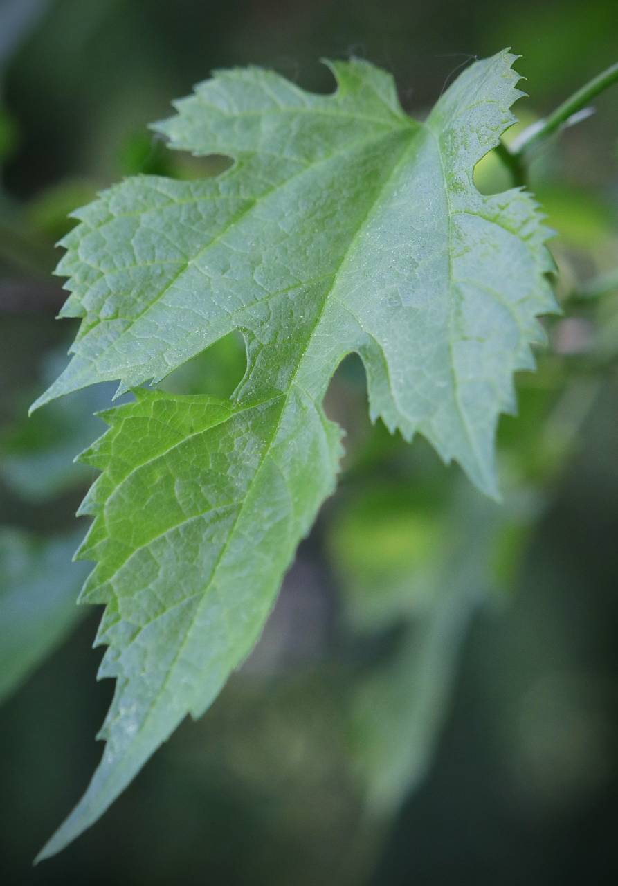 Photo of White Mulberry