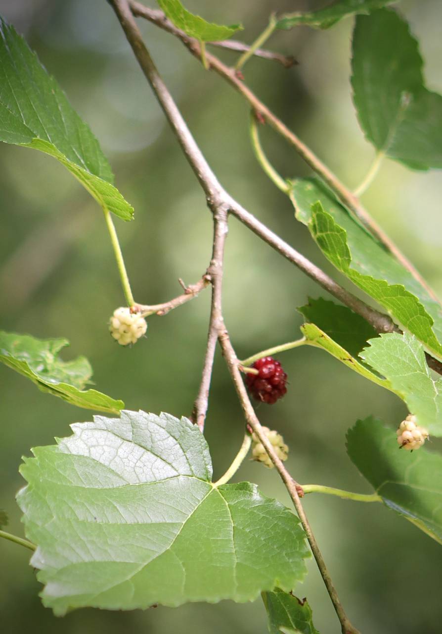 Photo of White Mulberry