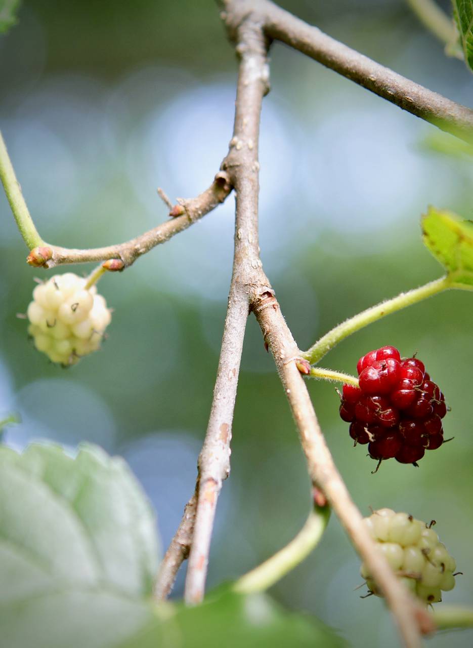 Photo of White Mulberry