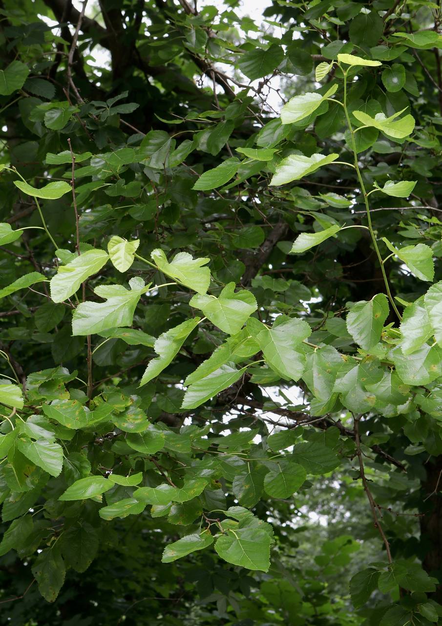 Photo of White Mulberry