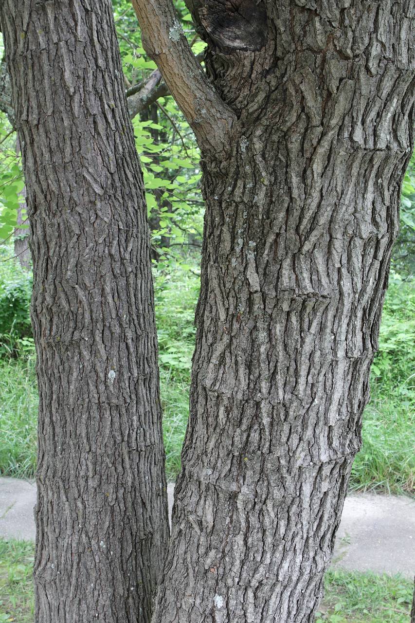 Photo of White Mulberry