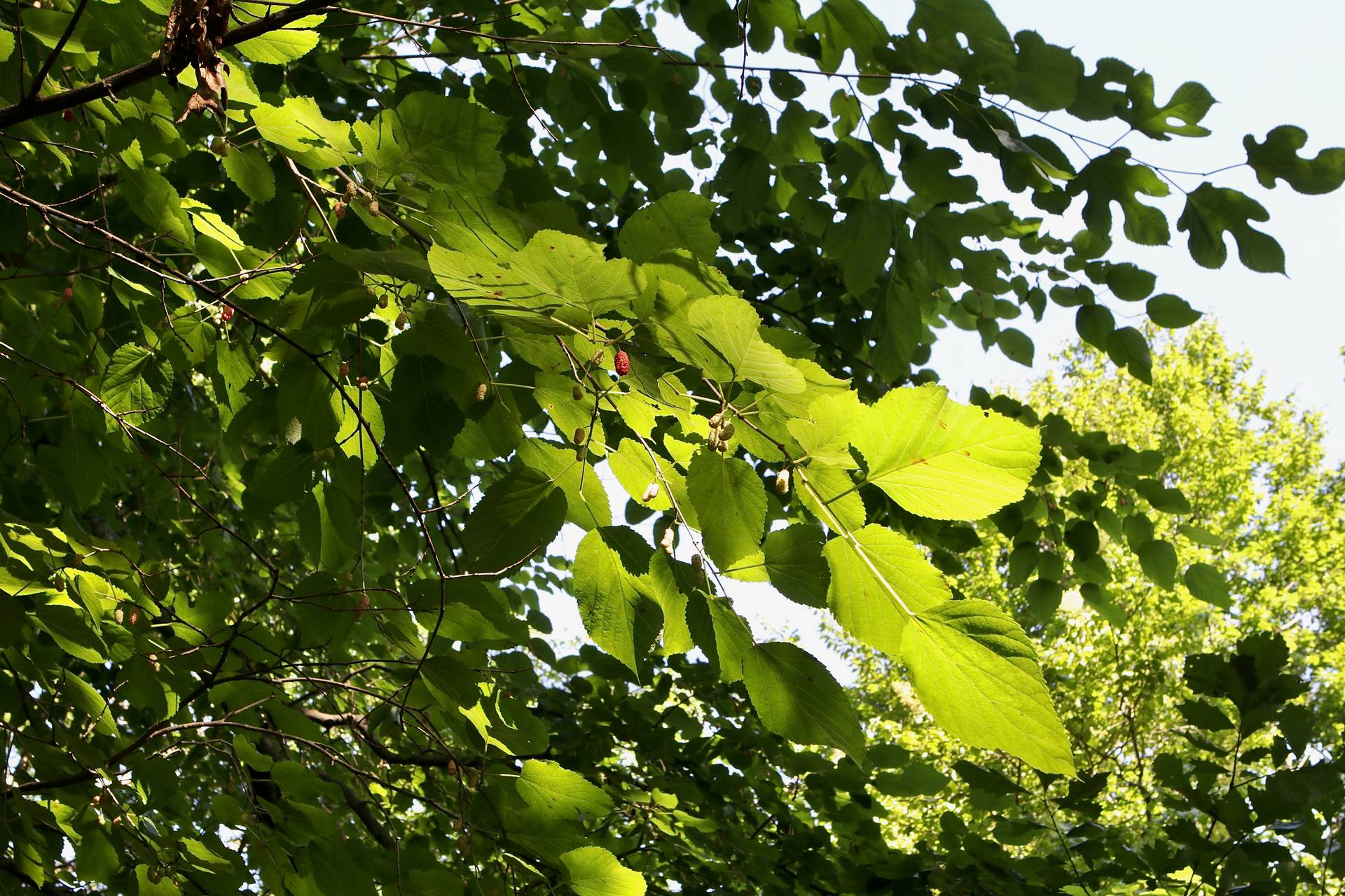 Photo of Red Mulberry