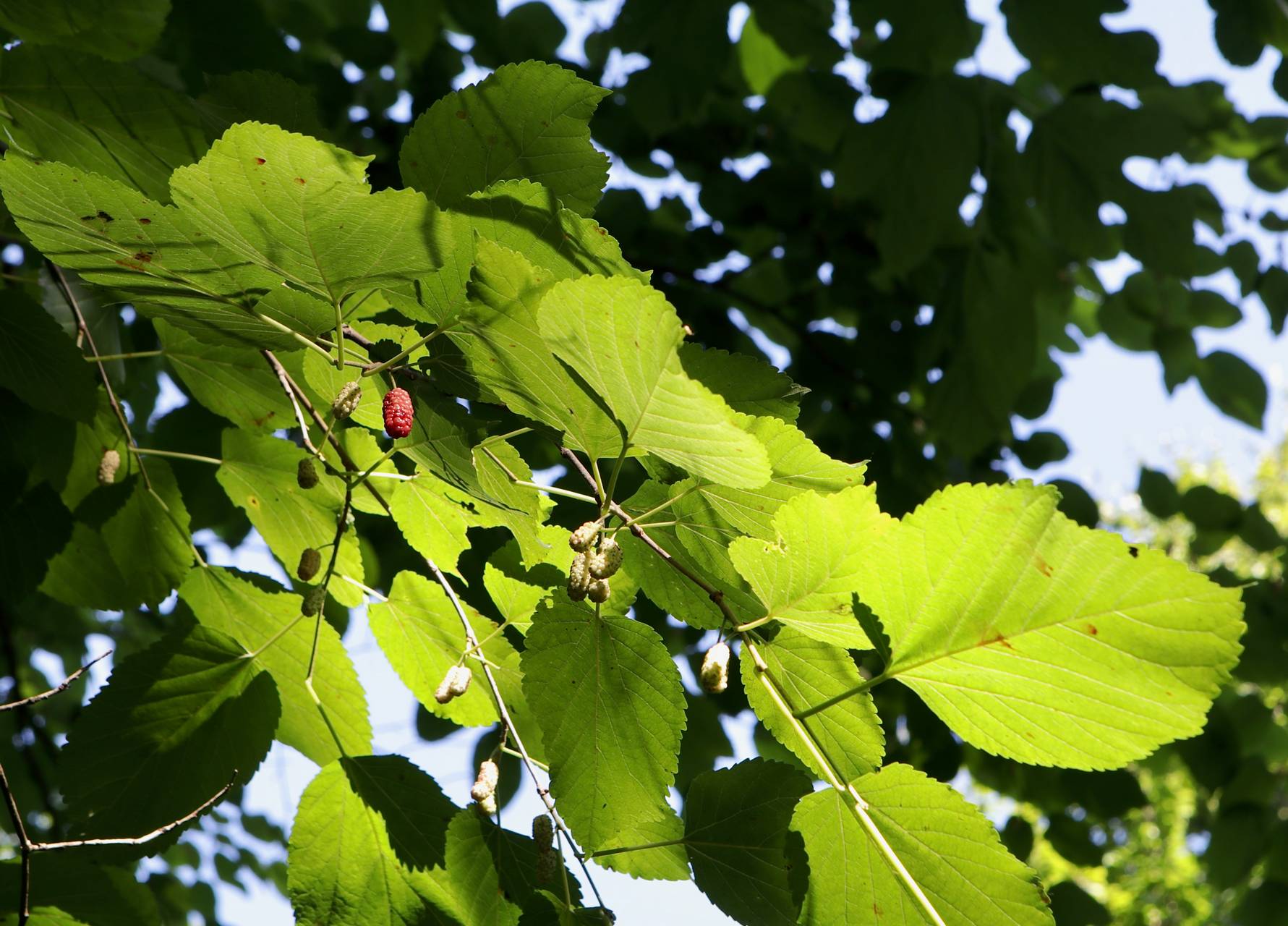 Photo of Red Mulberry